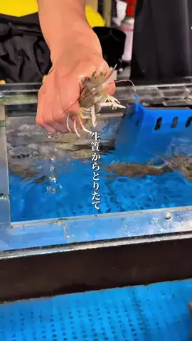 おやすみくん😪のTikTok投稿