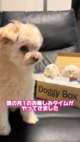 ラテまる lattemaruのTikTok投稿