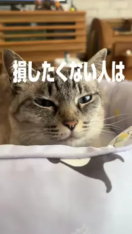 髭乙女🍦ᗢᘏᓗの挑戦✨のTikTok投稿