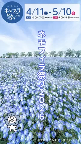 HighTMan【Motivation】のTikTok PR投稿：【青の絶景】 ネモフィラ祭り2026が今年も始まる#PR #TIKTOKG…