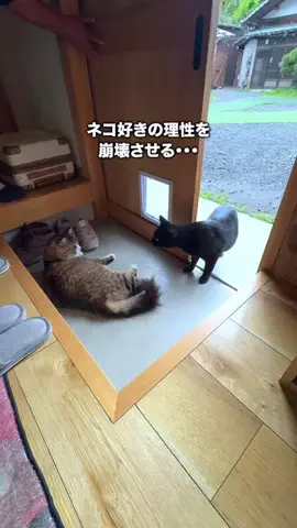 くぼたび｜旅に生きるアラサー夫婦のTikTok投稿