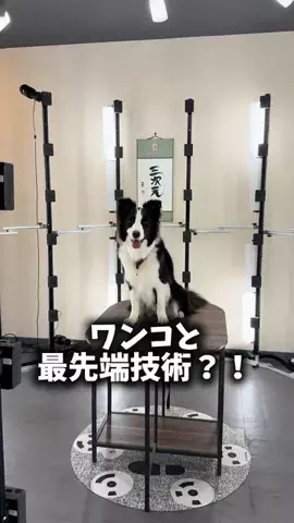 ボーダーコリーのBiS(ビス)のTikTok投稿