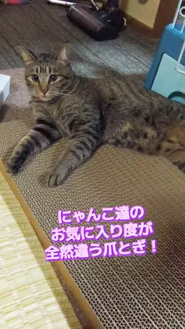 にゃんコロンちゃん♪のTikTok投稿