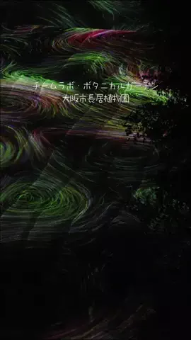 DufferのTikTok投稿