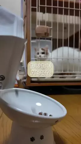 マンチカンのるるーしゅのTikTok投稿