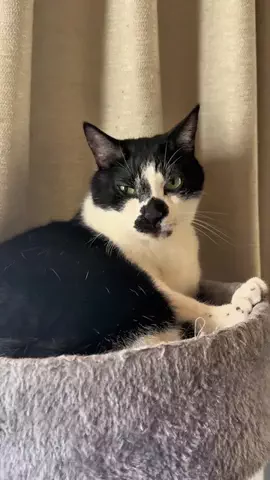 とぅん🐈‍⬛のTikTok投稿