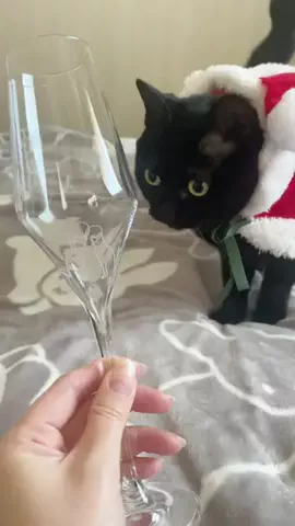 ねこにひきのTikTok投稿