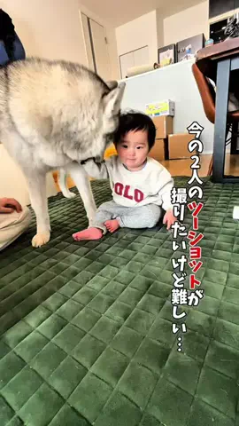 ハスキン《シベリアンハスキー》のTikTok投稿