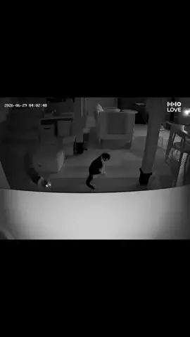 neko.umaumaのTikTok投稿
