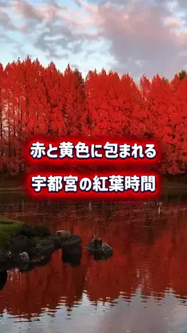 茨城と栃木の県境に住んでいますのTikTok投稿