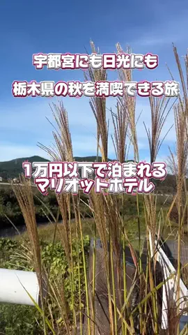 茨城と栃木の県境に住んでいますのTikTok投稿