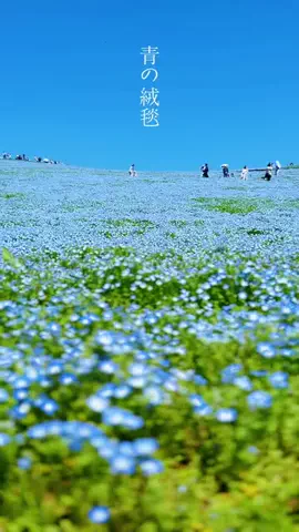 宇都宮のはかせのTikTok投稿