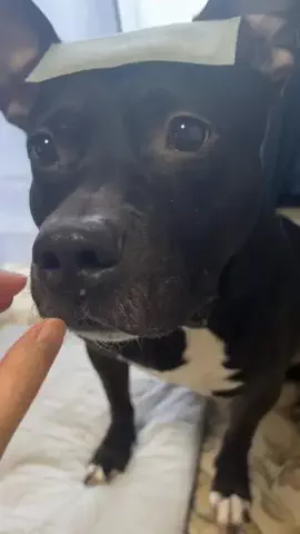 8月27日木21時半周年バトル🥊けい🐶九州産のTikTok投稿