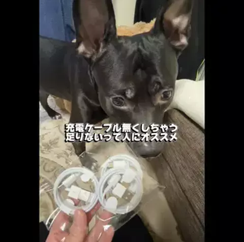 8月27日木21時半周年バトル🥊けい🐶九州産のTikTok投稿