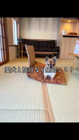 わんママ｜動物介護士のTikTok投稿