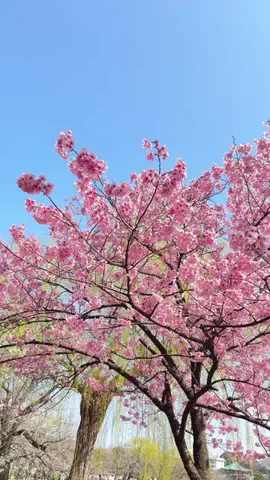 みぽ🌞心震える旅の記録のTikTok投稿