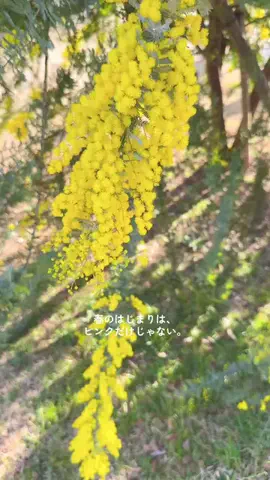 みぽ🌞心震える旅の記録のTikTok投稿