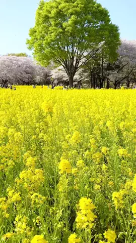 みぽ🌞心震える旅の記録のTikTok投稿