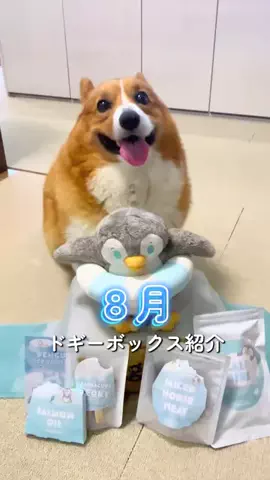 ロイ【もふもふコーギー】のTikTok投稿