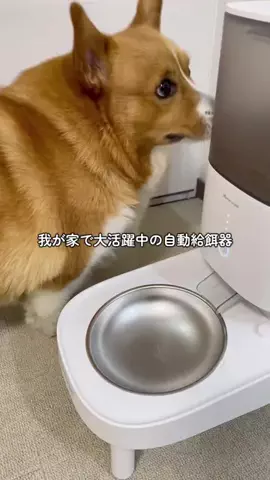 ロイ【もふもふコーギー】のTikTok投稿
