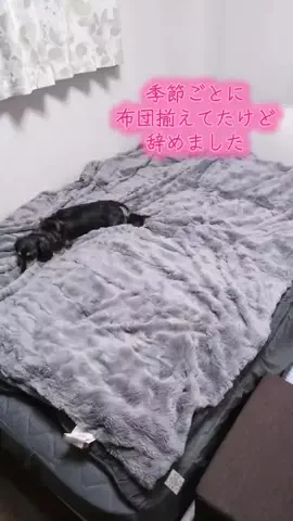 ワンだふるらいふ🐾飼い主妻のTikTok投稿