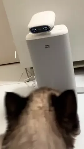 ねこのぬしのTikTok投稿
