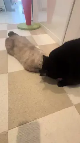 ねこのぬしのTikTok投稿