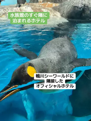 おとけしきのTikTok投稿