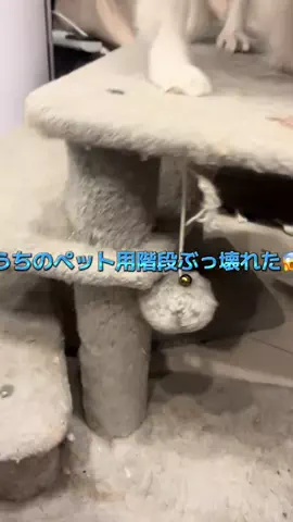 飯塚朱音(しゅおん)のTikTok投稿