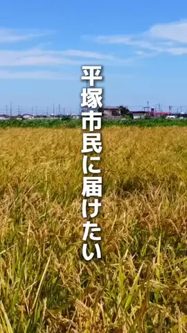 ひらつかなび｜平塚と湘南西部のローカルメディアのTikTok投稿