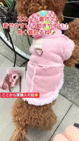 ちーちゃん🎀2匹のわんことハッピー人生のTikTok投稿