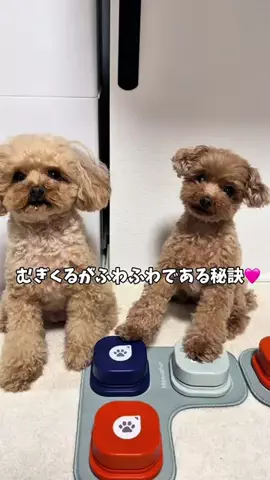 むぎとくるみ🧸🎀のTikTok投稿