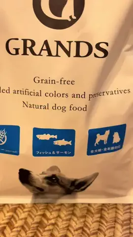 チャンスくんの日常のTikTok投稿