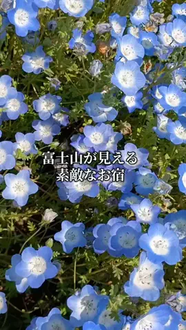 Og ToのTikTok投稿