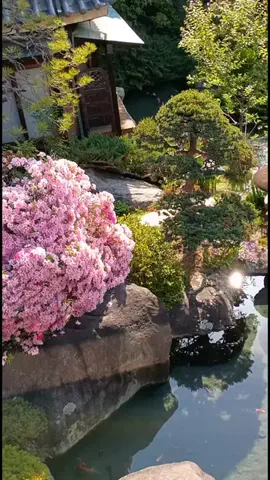 Og ToのTikTok投稿