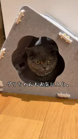グリのTikTok投稿