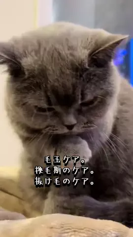 グリのTikTok投稿