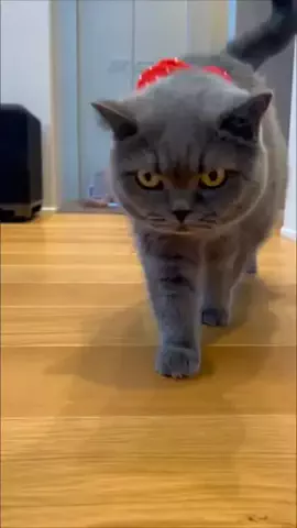 グリのTikTok投稿
