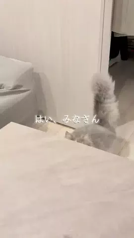 ミヌエットのビビ🩵ྀིのTikTok投稿