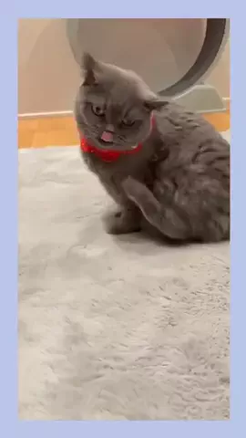 グリのTikTok投稿