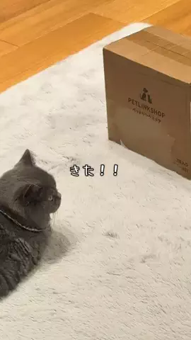 グリのTikTok投稿