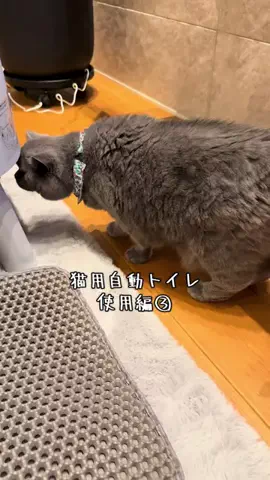 グリのTikTok投稿