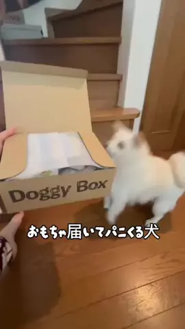 bellaver🐻‍❄️のTikTok投稿