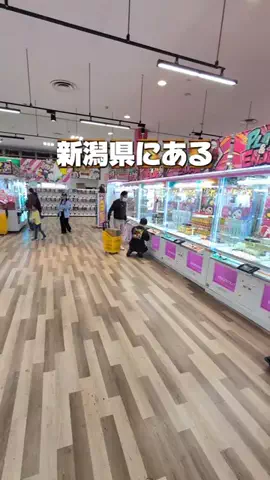 MDちゃんねるのTikTok投稿