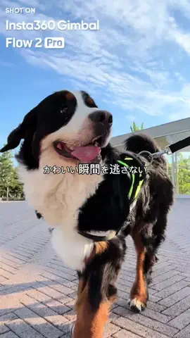 名前はこれから_バーニーズのTikTok投稿