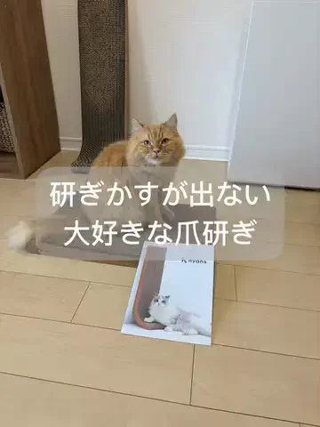 ブブ＆カロたん🐾猫LIVE🐈💛のTikTok投稿