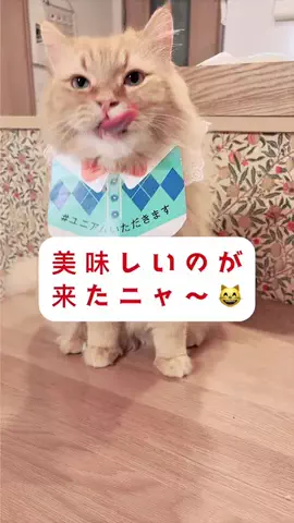 ブブ＆カロたん🐾猫LIVE🐈💛のTikTok投稿