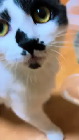 田中んちのゆゆ🍡🧸のTikTok投稿
