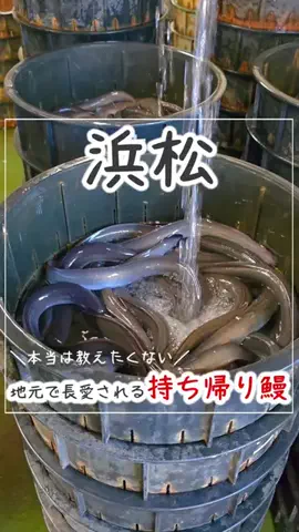浜松グルメ｜【静岡グルメ】のTikTok投稿