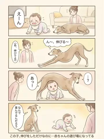 都内のチワワのTikTok投稿